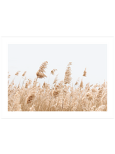 Saz Püskülü - Art Print